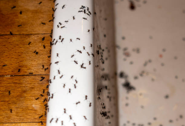 Flea Control Services in Northridge, OH