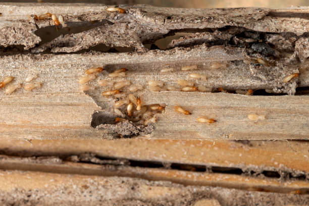 Best Residential Pest Control  in Northridge, OH